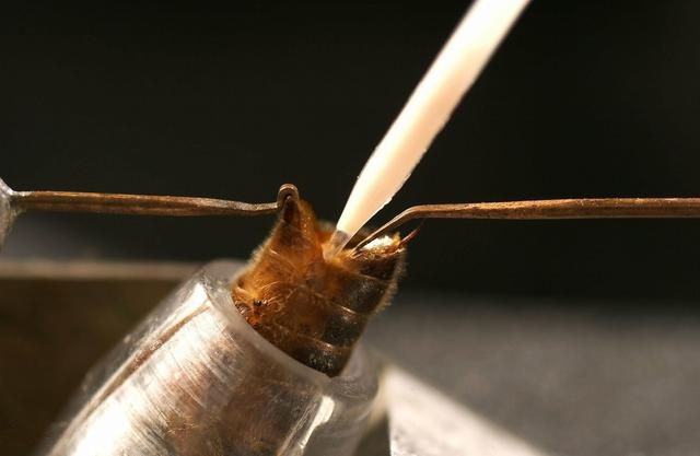 蜂王人工授精成功率高的技巧,蜂王人工授精教程