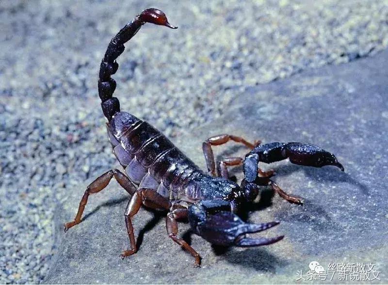 为蒙冤千年的蝎子平反