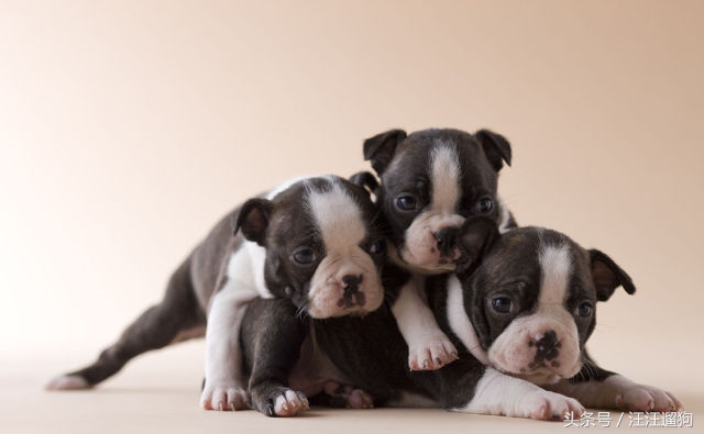 每日一狗二哈最新视频,每日一狗二哈全集