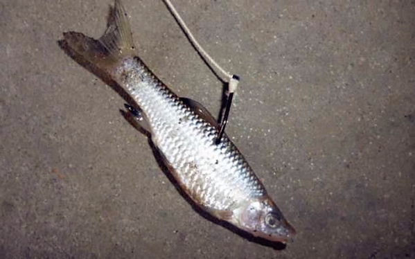 钓黑鱼什么时间钓最好,钓黑鱼绝密配方