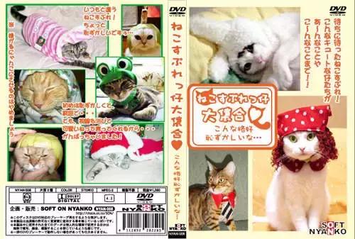 猫片大全及价格表,猫片是什么意思