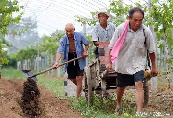 葡萄怎么养才能快结果,葡萄怎么养成盆栽