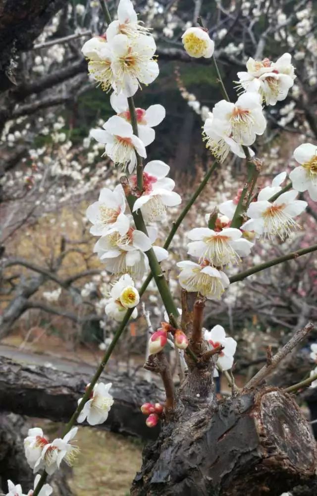 鏃ユ湰浜兘椋庢櫙宸濈搴锋垚,鏃ユ湰宸濈搴锋垚鍒濈鍥涙櫙