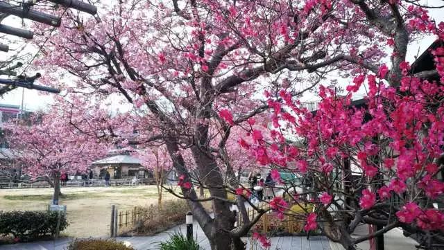 鏃ユ湰浜兘椋庢櫙宸濈搴锋垚,鏃ユ湰宸濈搴锋垚鍒濈鍥涙櫙