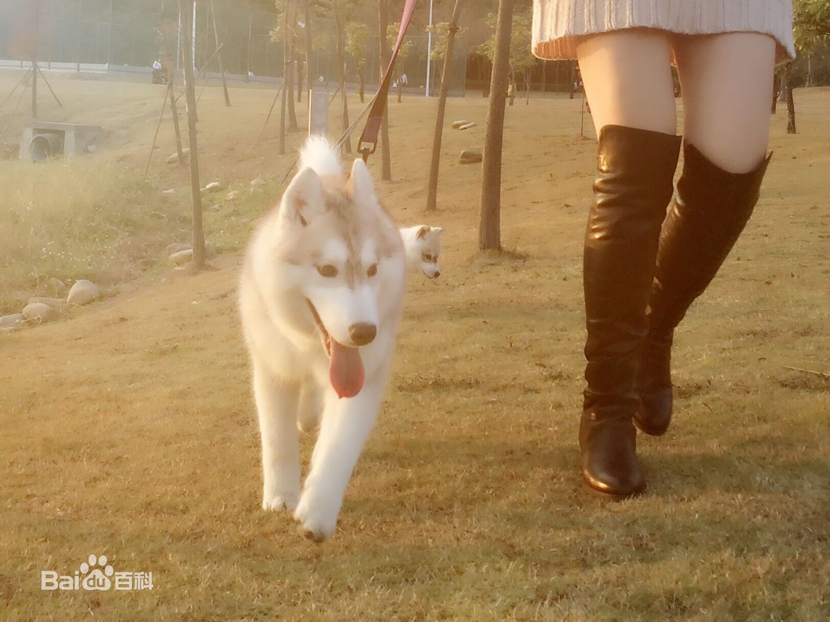 纯二哈血统,二哈的原血统