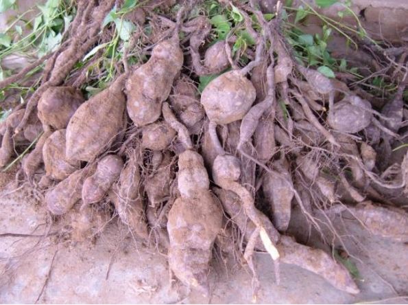 春天到了农村有什么可以吃,北方农村常见的中草药