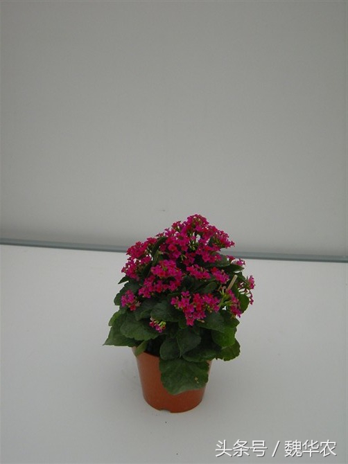 长寿花虫害治疗,长寿花虫害治疗方法