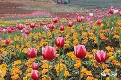 泸州春日赏花好去处,花开似海请收好泸州这份赏花秘籍