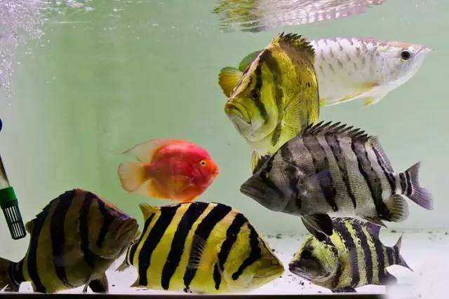 养观赏鱼老打架怎么办,泰国斗鱼母鱼混养打架