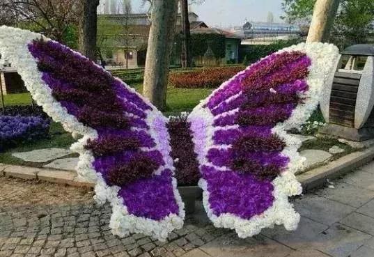 11月4，有群的都看看，太美了，这一辈子见一次值了！