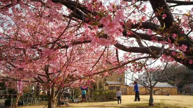 鏃ユ湰浜兘椋庢櫙宸濈搴锋垚,鏃ユ湰宸濈搴锋垚鍒濈鍥涙櫙