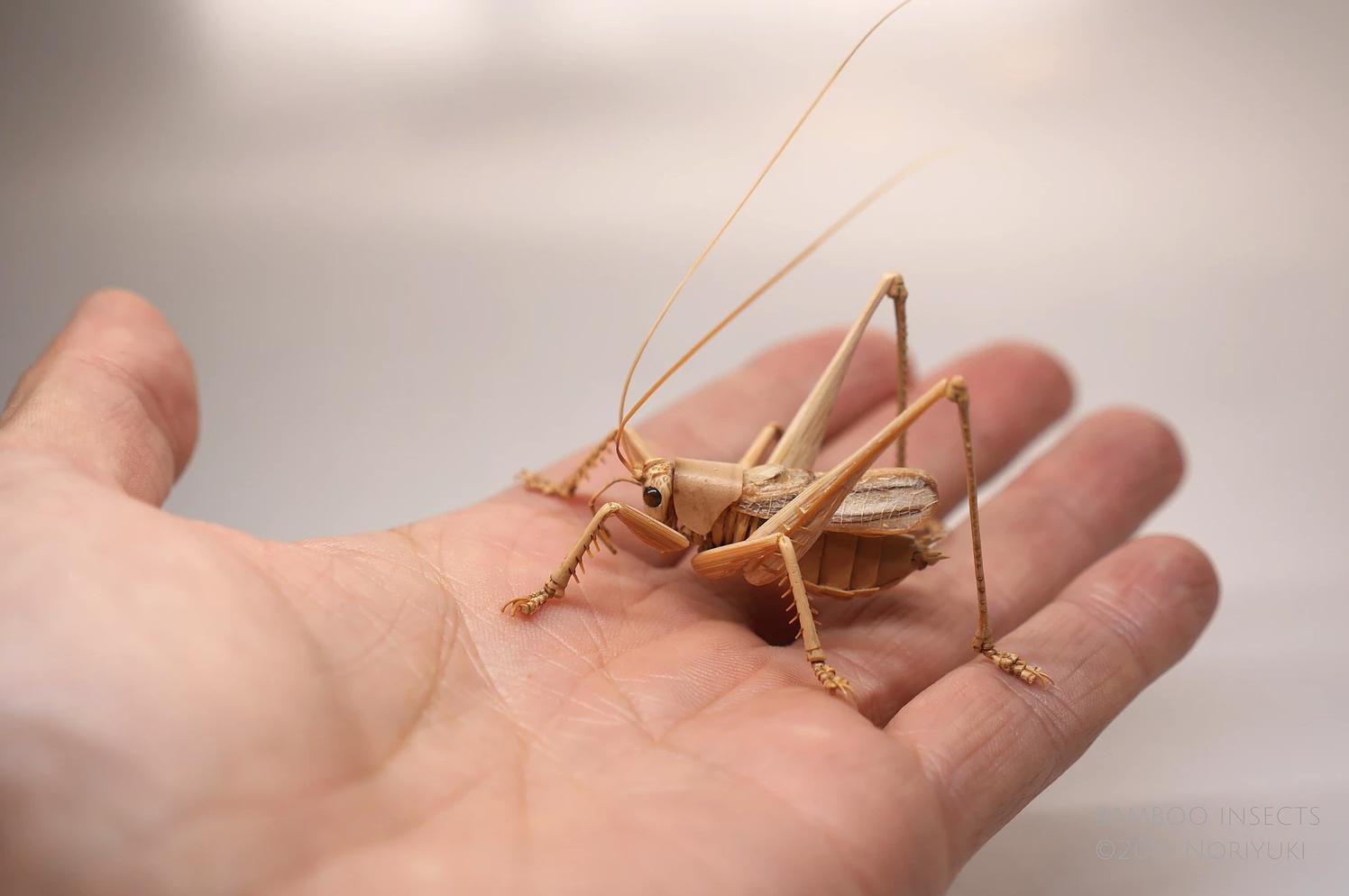 用树木制作一个简易昆虫模型,用枯树枝制作昆虫模型