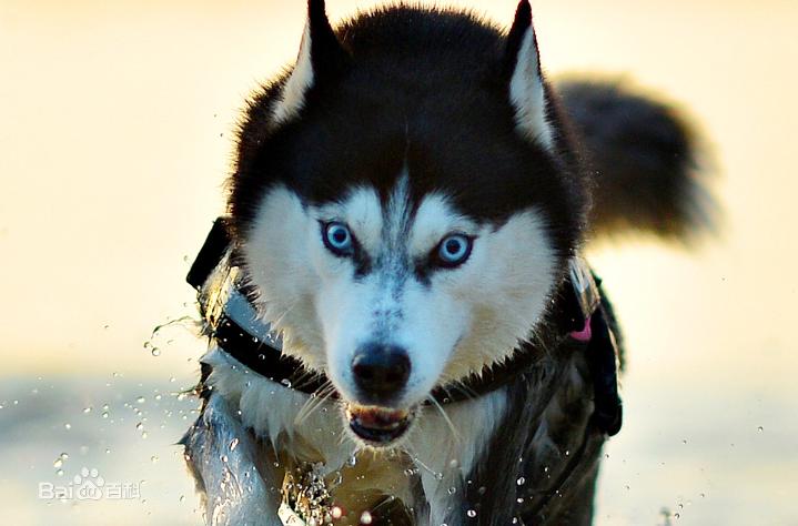 纯二哈血统,二哈的原血统