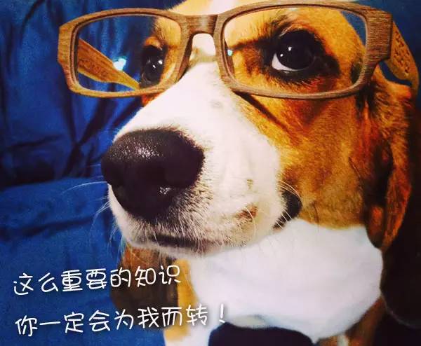 猫咪最容易得的十大疾病,猫咪常见十大疾病