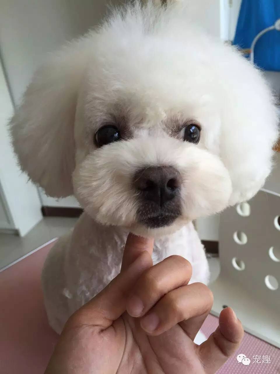 给宠物美容有什么讲究,猫狗去泪痕吃什么好