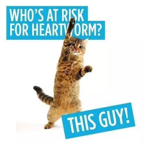 猫咪最容易得的十大疾病,猫咪常见十大疾病