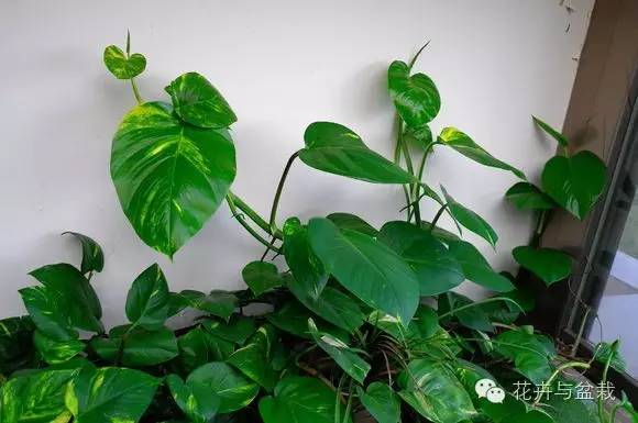 绿萝为什么不扎根绿萝柱,绿萝柱的绿萝是一般品种吗