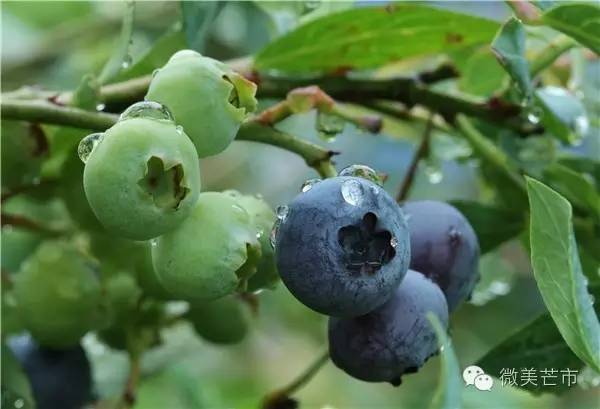 来芒市撒野‖咂蓝莓啖杨梅“二Mei”齐登场