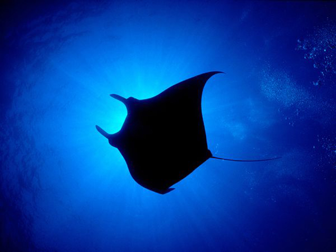 适合水下拍视频的相机,水下摄影手机设置