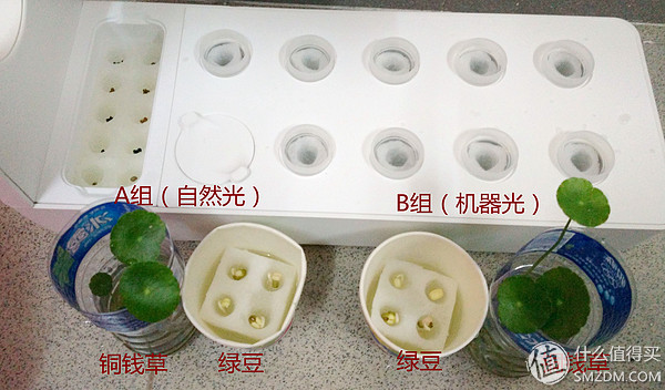 我的秘密菜园,我的秘密小菜地