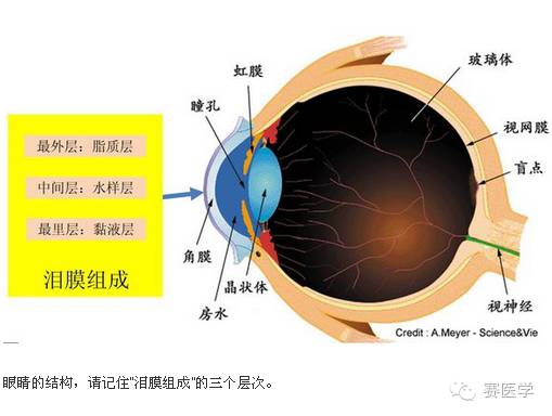 你是我的眼睛,你是我的眼全集完整版