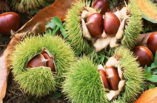 房山什么特产好吃又实惠,正宗房山特产在哪里