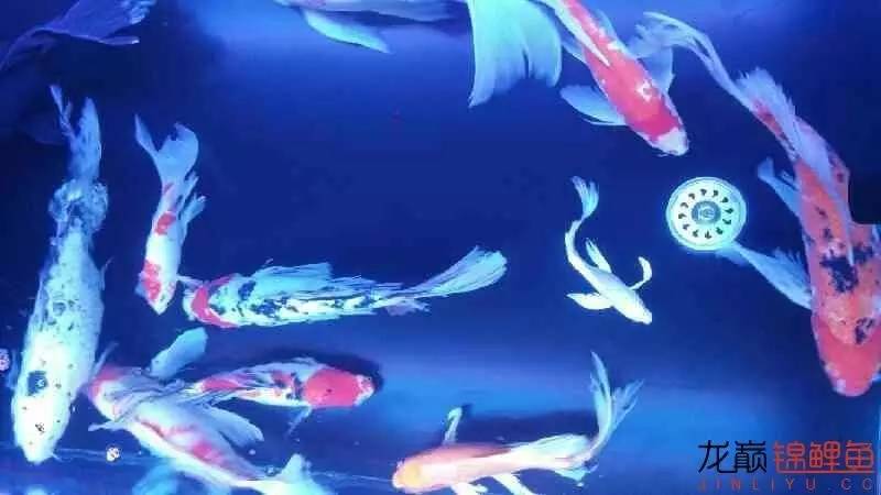 养几条锦鲤最健康又好看的品种,锦鲤龙凤锦鲤哪个好养