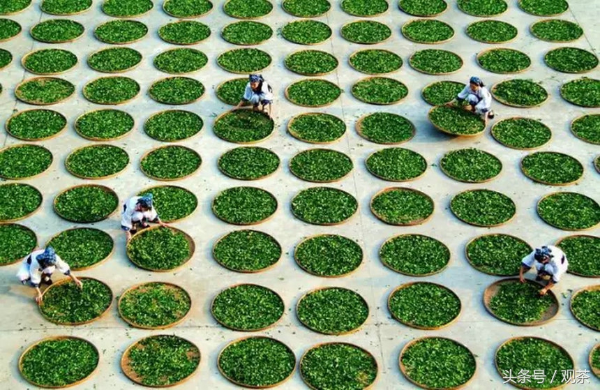 炒青绿茶和烘青绿茶泡出来的区别,杀青炒青和烘青的区别