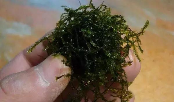 垂泪莫斯和三角莫斯火焰莫斯,莫斯水草球做法