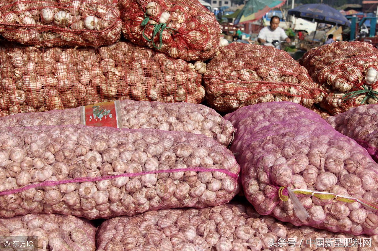 3月6日全国各地大蒜最新价格行情