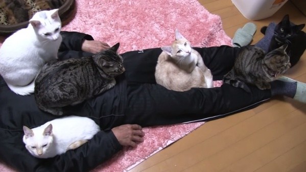 猫奴凭什么认为猫和人平等,猫奴会遇到的难题