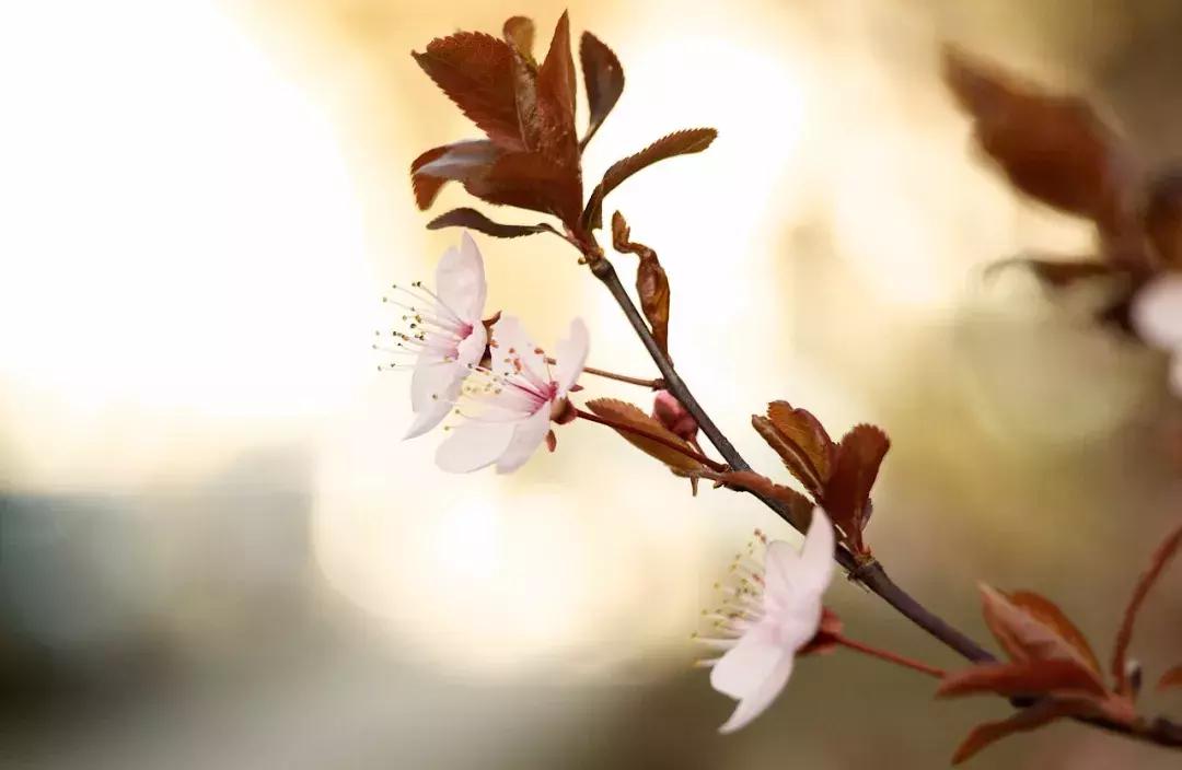 唯美淡雅诗词分享,最美暖心的诗词