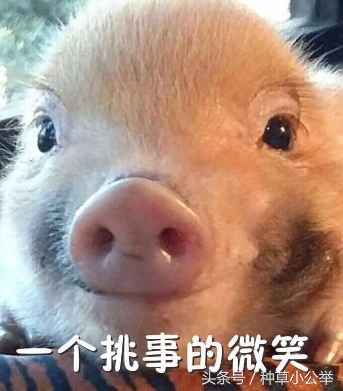 3.7活动全部攻略,3.7活动速刷成就