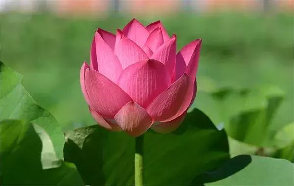 戒色心得：关于长期戒色后“突然失败”的研究……