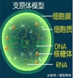 鸡得了滑液囊还能继续养吗,鸡得了滑囊炎还能治好吗