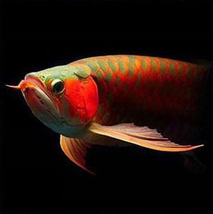 红龙鱼辨别,红龙鱼哪个品种最好