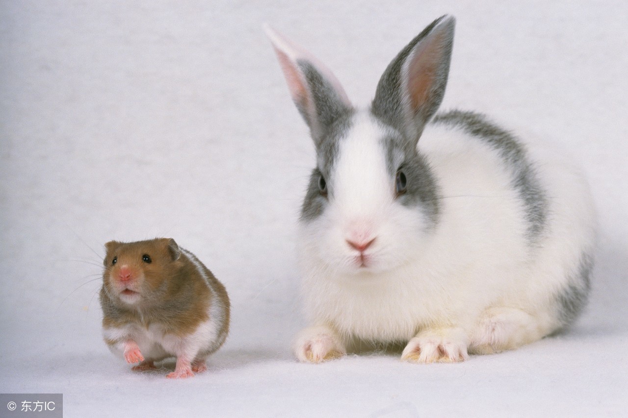 如何训练兔子听到它的名字就过来,兔子聪明怎么训练