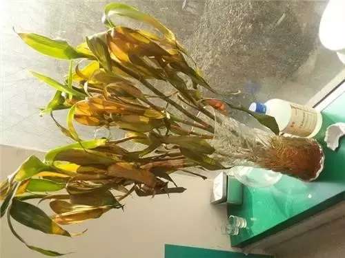 富贵竹黄叶的养殖方法,富贵竹黄叶了用什么方法养好