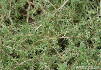 蓬灰是用什么草烧成的,记忆中的灰白