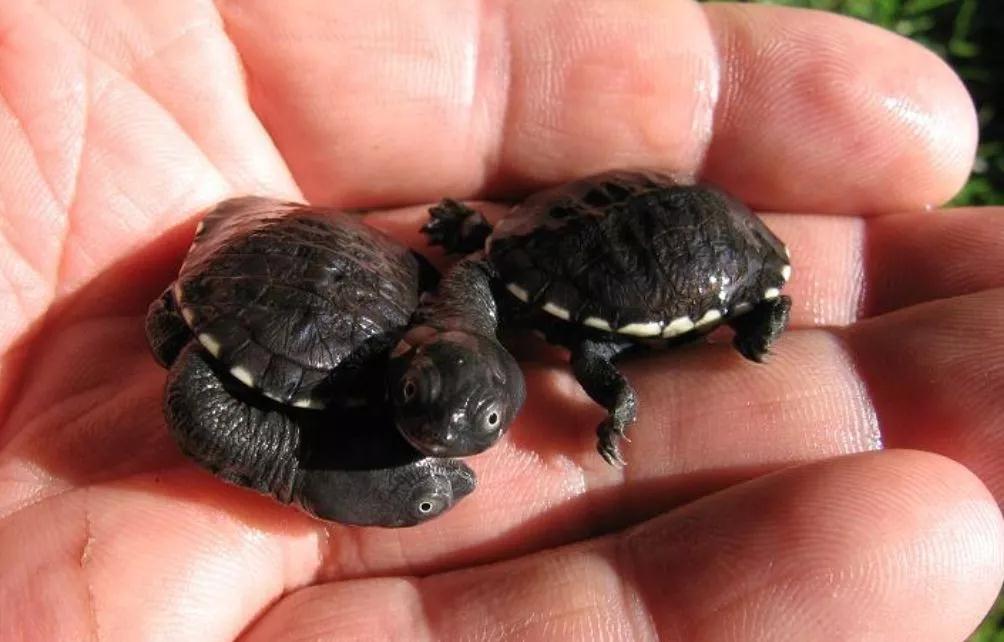 我滴个龟龟,我滴龟龟什么意思