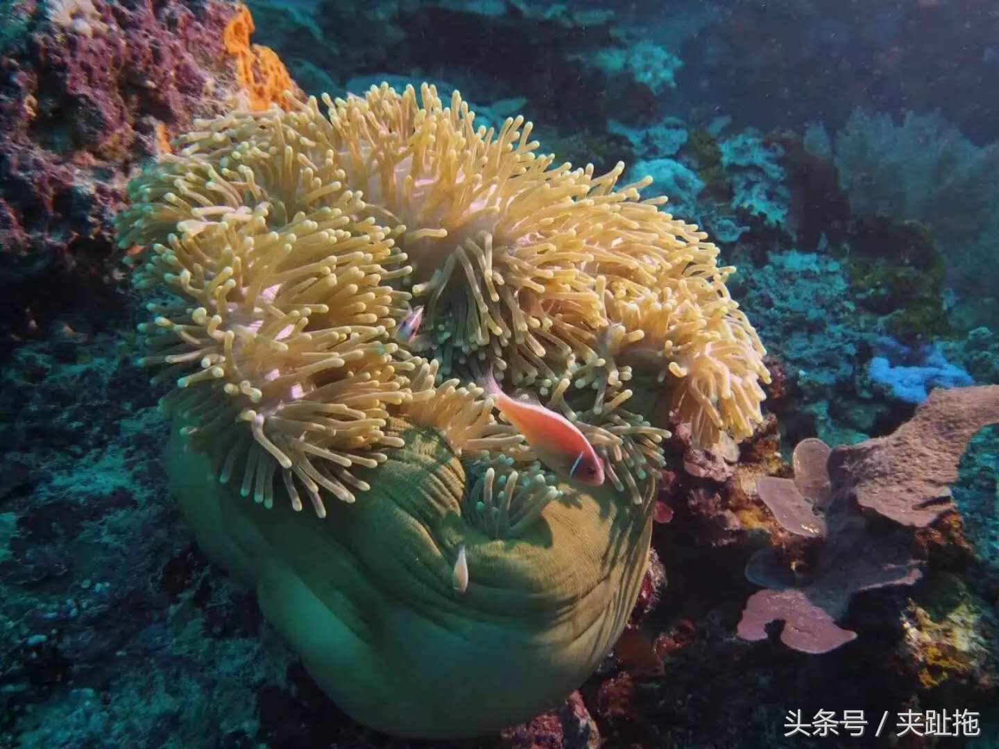 马来西亚仙本那岛最佳旅游时间,马来西亚的沙巴岛特色