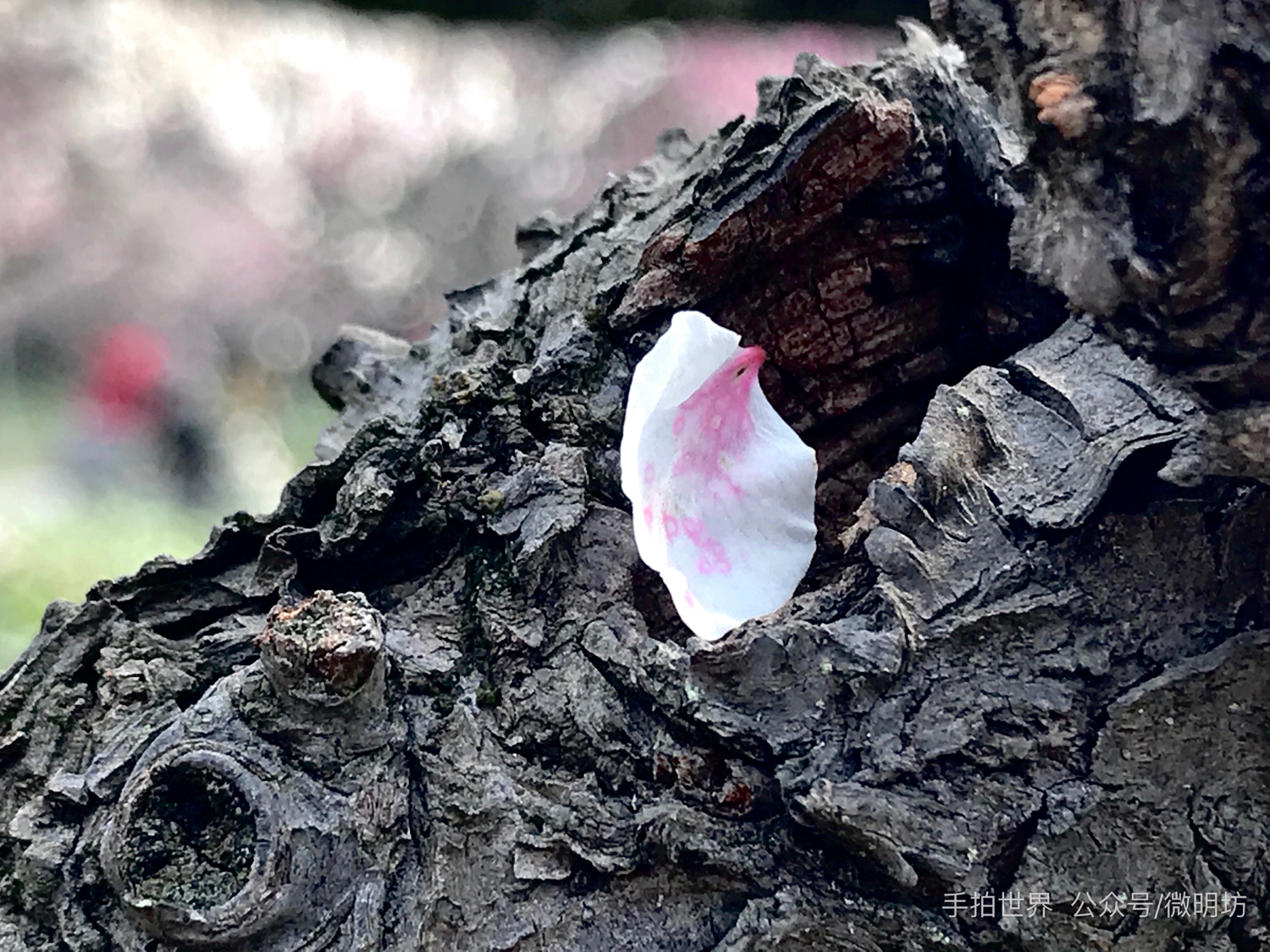 图片分辨率英文缩写,照片的格式英文缩写是什么