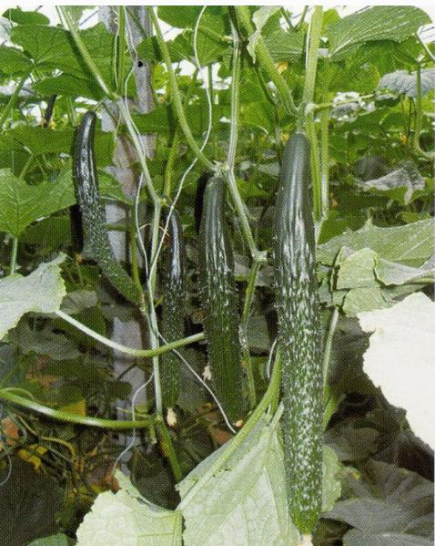 很多人不知道的黄瓜品种,黄瓜要想口感好选对品种很重要