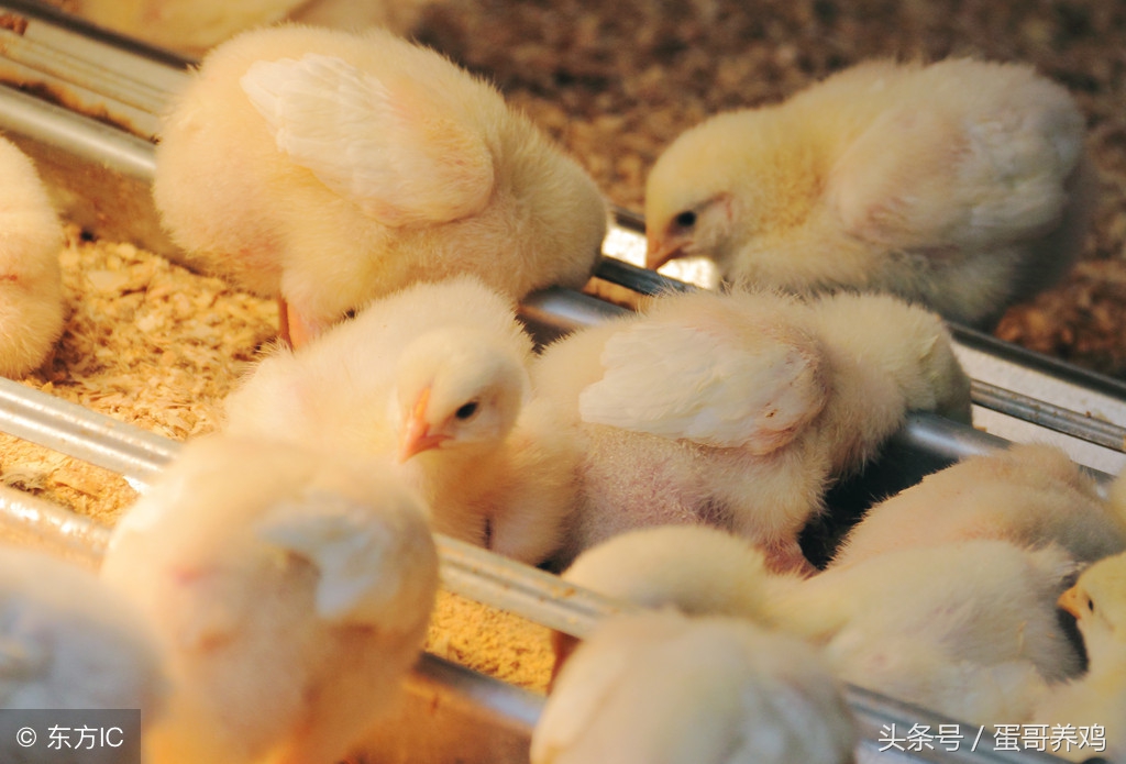 成年鸡断喙最简单的方法,雏鸡断喙方法