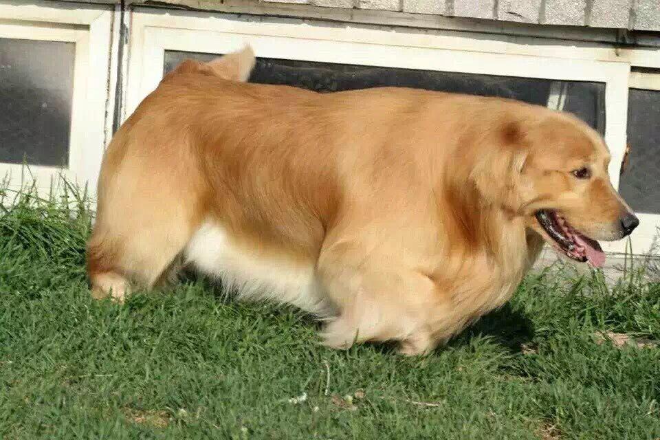 金毛狮王为什么那么多钱,二百元买的金毛