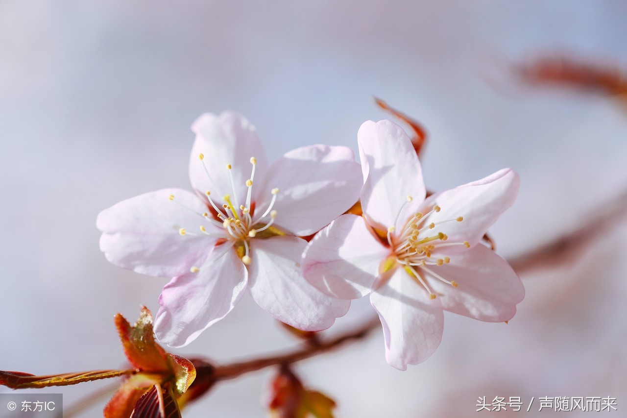 1959年12月出生的属猪人晚年运势,属猪人生于几月不好