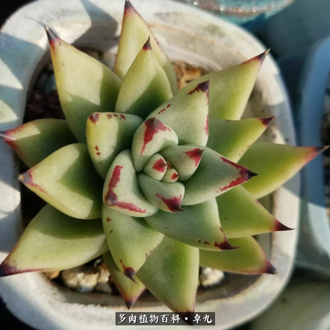 养多肉你遇到的奇葩事,养多肉的男士