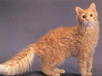 招财猫是哪种猫咪,这才是真正的招财猫