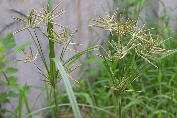 农村常见100种野花图片及名称,农村常见的50种野花名字