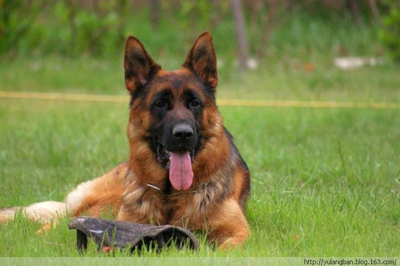 德牧月经期就是发情期吗,如何看母德牧犬是否发情